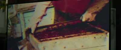 Generally, the queen bee
is marked so she's easy to find. - IO