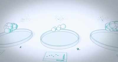 Genetically identical
cells in three dishes, - Heal