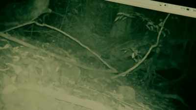 GENETS ARE SMALL,
CATLIKE MAMMALS - Expedition Mungo