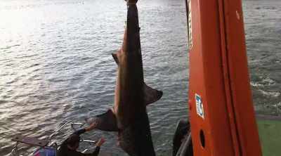Gennari and his team get
the boat back to shore, - Shark Attack Files