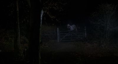 Gentle Equus meek and mild - Equus