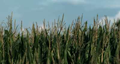 (gentle guitar) - Van Gogh: Of Wheat Fields and Clouded Skies