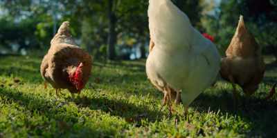 (GENTLE MUSIC, BIRDSONG) - Christmas on the Farm