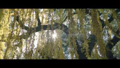 [♪ gentle music playing] - The Acolyte