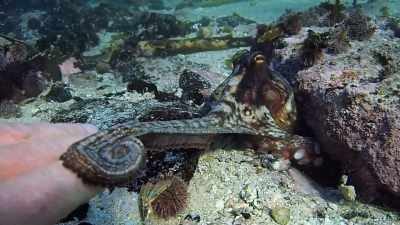 [gentle music plays] - My Octopus Teacher