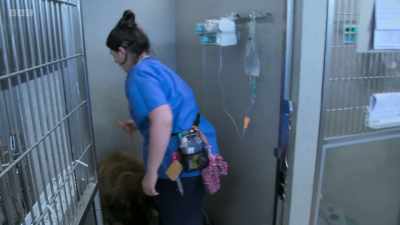 Georgina admitted 14-month-old
Saint Bernard Wolfie - 24/7 Pet Hospital