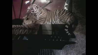 Geran:
It was just amazing to see
a beautiful tiger that close up. - Vegas: The Story of Sin City