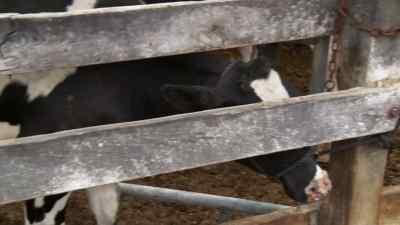 Get a move, Pep. - The Incredible Dr. Pol