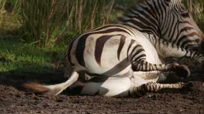 Get that big ole belly
to move in the dirt. - Magic of Disney's Animal Kingdom