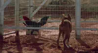 Get that bloody dingo out of here! - Walkabout