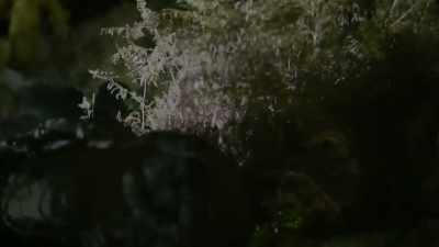 Get down! Head down!
Get your fucking head down! - Celebrity SAS: Who Dares Wins
