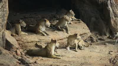 Don't come here again, unless you want to be eaten! - The Lion King