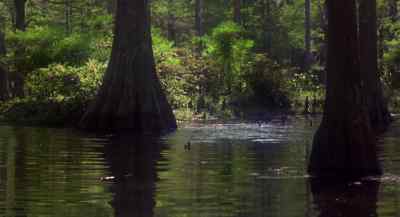 Get it! Kill it - and her! - Swamp Thing