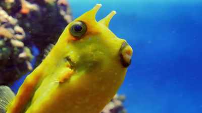 Get off the sea floor! - Absurd Planet