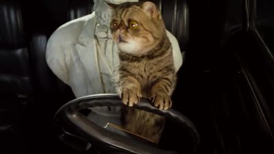 Get out of the road - Cats &amp; Dogs