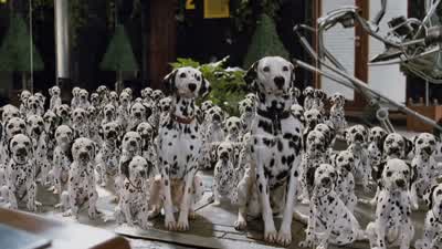 Get ready, get ready. - 101 Dalmatians