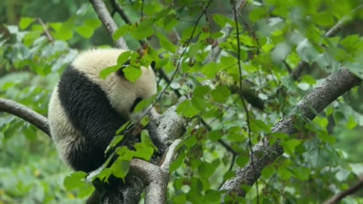 ..getting down
can be harder than climbing up. - A Year on Planet Earth