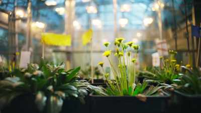 Getting rubber from a dandelion - This Giant Beast That is the Global Economy