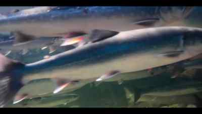 Getting the timing right
as they move between the two - Our Oceans