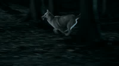 Ghost? Hyah! Hyah! Hyah! - Game of Thrones