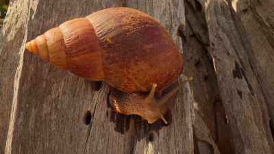 Giant African land snails, - Our Great National Parks