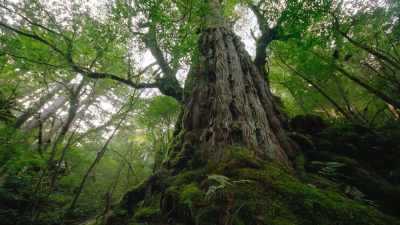 Giant Japanese cedars, - Our Great National Parks