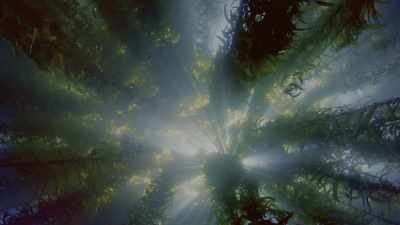 Giant kelp, a seaweed, - Oceans: Our Blue Planet