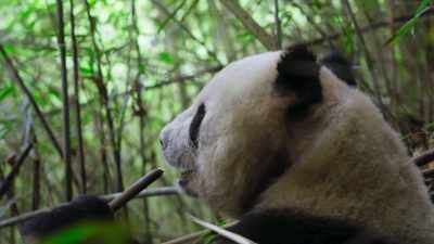 Giant pandas eat almost nothing
except bamboo. - Frozen Planet II