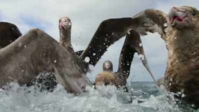 Giant petrels are the first to arrive. - Our Planet