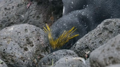 'Giant petrels
don't miss any opportunity. - A Year on Planet Earth