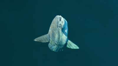 Giant sunfish, ten feet across, - Our Great National Parks