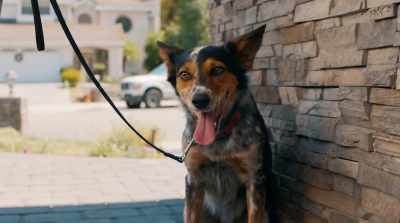 [Gidget] Yeah.
You were spinning in circles
pretending to look for a box. - Pups Alone