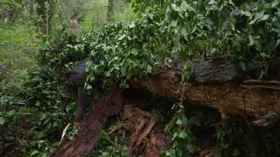 - (Gil chatters)
- (dog barks) - Trees and Other Entanglements
