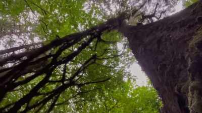 - Gil: Okay!
- (branch snaps) - Trees and Other Entanglements