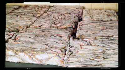GISELA: My scallops before, - Restaurants at the End of the World