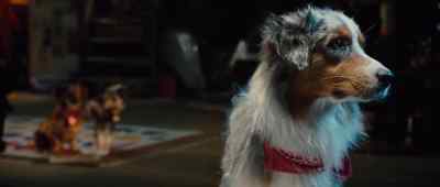 GIUSEPPE: I thought
you said he'd be here. - Marmaduke