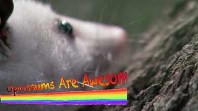 Give him a high-five,
because opossums are awesomes! - Absurd Planet