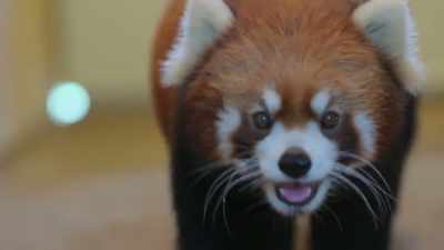 Given how he did
under anesthesia, - Secrets of the Zoo