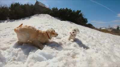 Given how different dogs look
from one another, - Inside the Mind of a Dog