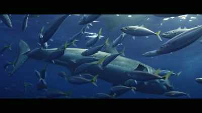 Given the proven ineffectiveness - Envoy: Shark Cull