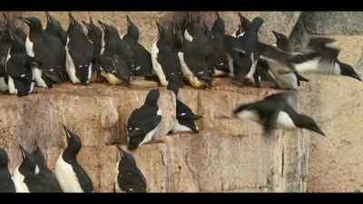 ...giving time for reinforcements to arrive. - Our Oceans