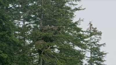 Gliding effortlessly
over the massive canyons, - Yellowstone: One-Fifty