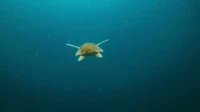 Globally, turtle numbers
have been in steep decline, - The Year Earth Changed