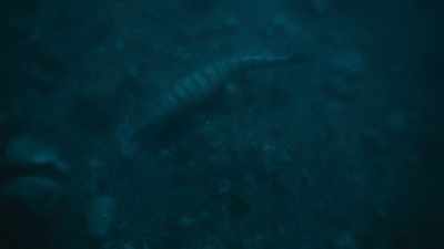 Globidens may have killed dozens... - Prehistoric Planet