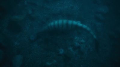 Globidens may have killed dozens... - Prehistoric Planet