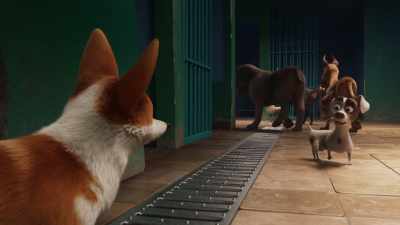 Go ahead then. The exit is there. - The Queen's Corgi