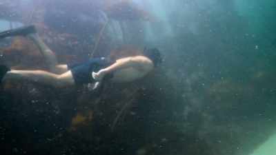 Go down and whoa, - My Octopus Teacher