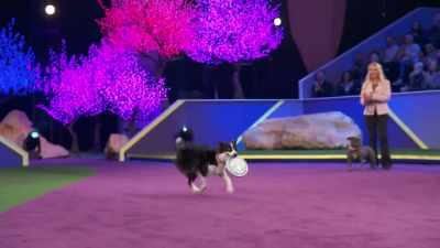 Go get it.
This one's -- - 2022 American Rescue Dog Show