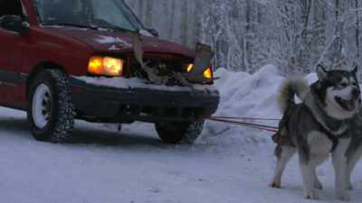 Go! Go get 'em! - Life Below Zero: Next Generation