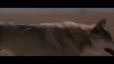 Go home! - Dances with Wolves